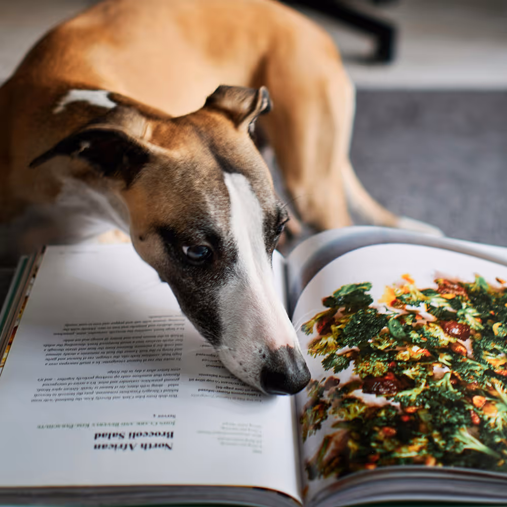 Ein Hund schnüffelt in einem Kochbuch herum